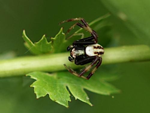 Misumena vatia